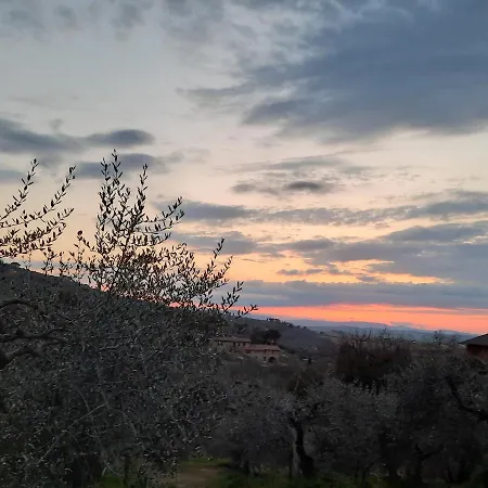 La Piaggiola Degli Olivi *