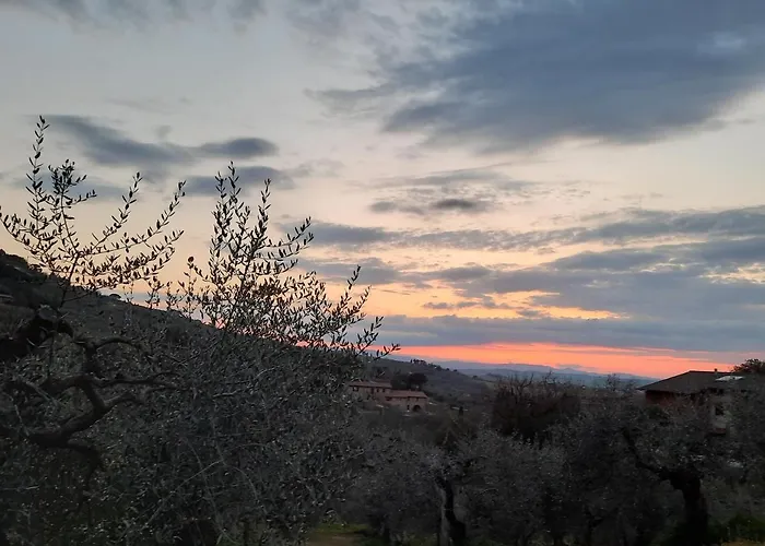 La Piaggiola Degli Olivi *